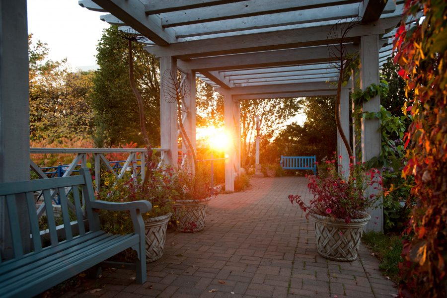Allen Centennial Gardens - sun setting through a trellis at the gardens. 