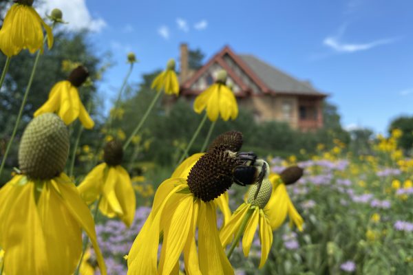 A bee lands on a yellow cone flower at Allen Centennial Gardens on UW-Madison Campus.