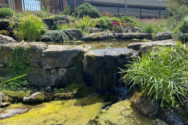 A small water feature at Allen Centennial Gardens on UW-Madison Campus.