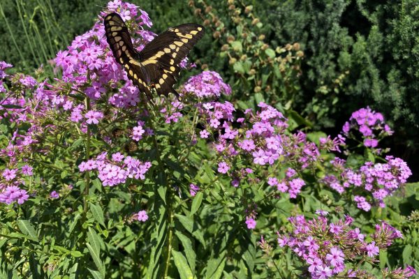 A butterfly lands on some purple flowers at Allen Centennial Gardens on UW-Madison Campus.